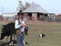 JuHa Ranch herding dog Whistle commands