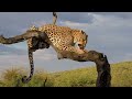 DESERT NATURAL 4K ULTRA HD Video -  African Wild Nature with relaxing music to relieve stress