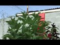 Grow Giant Zinnia Flowers in 38 Days | Timelapse - Seeds to Flowers
