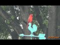Northern Cardinal Singing In The Rain ~ Awesome! ~ August 1, 2013