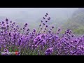 Gentle Rain on the Flower | Sounds With Piano Music for Sleeping and Relaxing | 10 Hour Video |