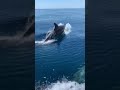 niesamowite delfiny na wyspie majorka