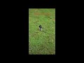 Eight Adorable Boston Terriers In 106 Seconds