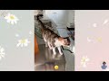 LOL worthy Funny Cats and Dogs Compilation 😍 Funniest Dogs and Cats Videos 😺🐶