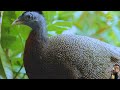 Discover the beauty of forest wildlife in the lush rainforest | 4K