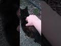 petting a happy kitty cat