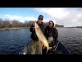 Mississippi River WING DAM Multi-Species GIANTS! | Pitching Jigs for Wing Dam Walleyes
