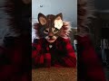 ♥ ShadowRavenPaws ♥ is live!