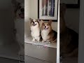 These Two Corgis Are The Best of Friends