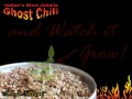 Ghost Pepper | Grow Grow Ghost Peppers / Bhut Jolokia pepper