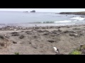 Elephant seal rookery
