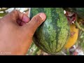 How to reproducing coconuts with watermelons fruit to obtain two fruits on the same tree
