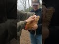 They work for something!  #facemask #chickenapron #roosters #chickensofinstagram #farm #homestead