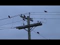 Just some crows chillin' on the power line