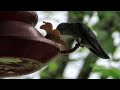 God's Hummingbirds