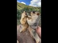 Prairie dog is cute bobak marmot wild animals capybara