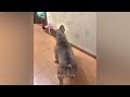 Funniest Cats 🤣 Funniest Catss 2024 😂