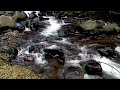 Beautiful Relaxing River sound With Birds chirping to Calm Your Body and Mind for Sleep