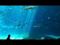 Georgia Aquarium 2012