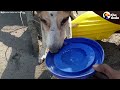 Dog Stranded In Raging River Rescued By Construction Workers | The Dodo
