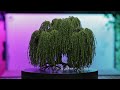 Make this DIY Weeping Willow Tree for Jaw-Dropping Terrain!