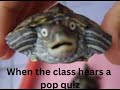 Turtle Meme