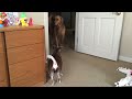 Epic Stare-Down: Tucker the Golden Retriever vs. Carmen the Chihuahua/Jack Russell