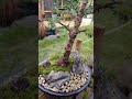 Alberta Spruce Bonsai Tree DIY