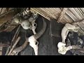 Japanese soldier skulls displayed at Ifugao headhunter's hut