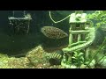 African Leaf Fish Care - Spotted Bush Fish “Leapord”