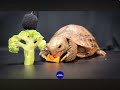 Tortoise eats fast.