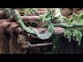 Emerald tree boa feeding and unexpected shed surprise!!