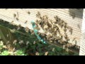 Don't Buy or Build a Top Bar Hive - until you have watched this!