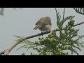 The relaxing song of the Chiffchaff