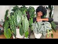 Mastering Alocasia Care - Tips and Tricks