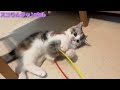 子猫のりんは疲れ知らずで遊びに夢中です！