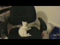 Kitten vs Office Chair (ORIGINAL)