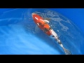 Japanese Imported Live Koi fish for sale!