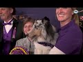 Best of 2022 Masters Agility Championships from Westminster Kennel Club | FOX Sports