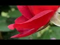 most beautiful rose garden video / nature colourful roses garden / Rose flower video