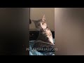 You Laugh You Lose😹Funniest Dogs and Cats 2024😻🐶