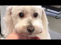 Grooming a Coton du Tulear - One of our favorite breeds