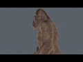 Final Sasquatch / Bigfoot 3d model detailing progress
