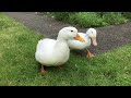 Male duck sound #quack #shorts #maleducksounds