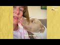 Kitten Comforts Pit Bull Who's Scared Of Baths | The Dodo Odd Couples
