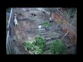 Goats eating backyard over 6 days