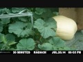 1223 Pound Giant Pumpkin Timelapse