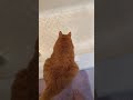 Cat Versus Water