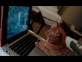 Cat Watches YouTube