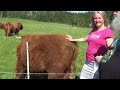 Scary-looking but friendly highland cattle - a visit to an eco-farm